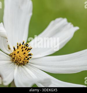 Feldblume mit weißen Blütenblättern, Gänseblümchen-Nahaufnahme, Makro Stockfoto