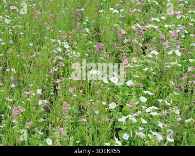 Dichte Wildblumenwiese mit vielen bunten Blüten und Gräsern. Sommer Natur Motiv. Copyspace. Stockfoto
