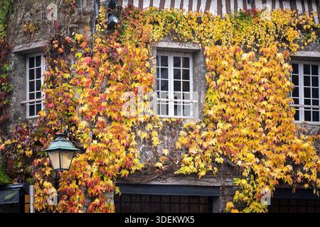 Herbstelfefeu bedeckt die Fassade eines traditionellen Hauses in Honfleur, Frankreich. Buntes Herbstlaub, das die Steinmauern eines historischen Gebäudes hochklettert. Stockfoto