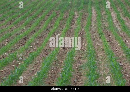 Junge Maiskeimlinge, die in parallelen Reihen auf bewirtschafteten Ackerflächen während der Frühjahrssaison wachsen Stockfoto