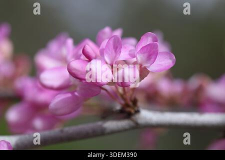 Blüten von Cercis siliquastrum (Judas-Baum) im Frühling. Schöne Blüten des judas-Baumes. Stockfoto