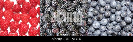 Collage mit Beeren: Himbeeren, Brombeeren und Heidelbeeren Stockfoto