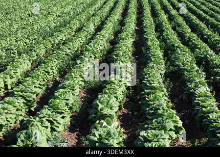 Salatreihen in der Landwirtschaft. Salatpflanzen auf dem Feld Stockfoto