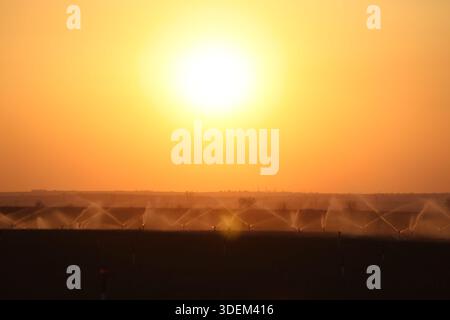Bewässerungssprinkler zur Bewässerung des landwirtschaftlichen Feldes bei Sonnenuntergang – Landschaft der ländlichen Landwirtschaft und Wasserwirtschaft Stockfoto