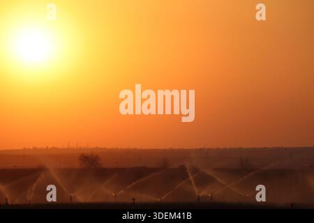 Bewässerungssprinkler zur Bewässerung des landwirtschaftlichen Feldes bei Sonnenuntergang – Landschaft der ländlichen Landwirtschaft und Wasserwirtschaft Stockfoto
