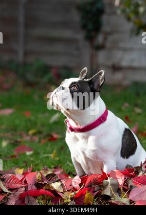 Ein schwarz-weißer französischer Bulldogge mit doppeltem Fell, der ein hellrosa Halsband trägt, sitzt auf einem Rasen im Garten hinter einem Haufen leuchtend roter Herbstblätter. Stockfoto