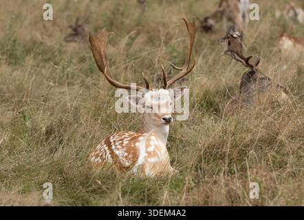 Ein junger europäischer Dama-Hirsch mit auffälligen Spaltgeweihen ruht ruhig auf dem Boden in einem Feld mit hohem, trockenem Gras. Stockfoto