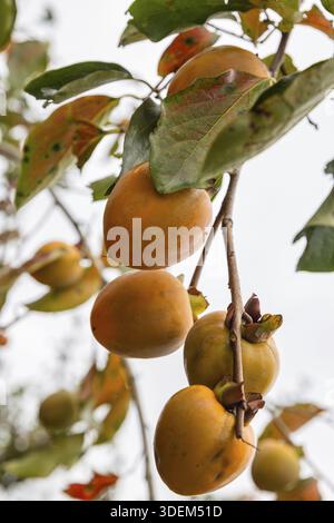 Orange Kaki Früchte am Baum reifen Stockfoto