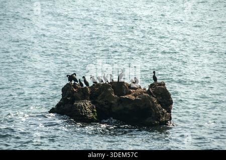 Eine Gruppe von großen schwarzen Kormoran Vögel ruht auf einem Felsen unter Meer Stockfoto