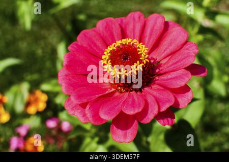 Zinnia Blüte closeup wie floral background Stockfoto