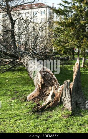 Gefallenen großen Baum im Stadtpark aufgrund starker Sturm Stockfoto