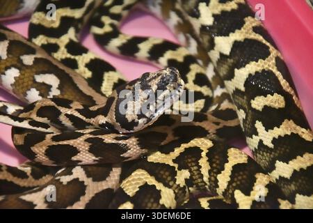 Cheyneys Teppichpython (Morelia spilota Cheynei) in einem Terrarium Stockfoto