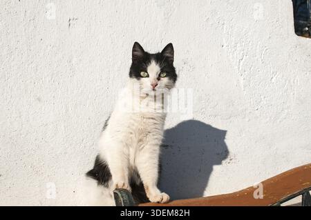 Schwarz-weiße streunende Katze Nahaufnahme auf weißem Hauswand Hintergrund an sonnigem Tag Stockfoto