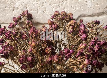 Ein Bukett von getrockneten roten Rosen closeup Stockfoto
