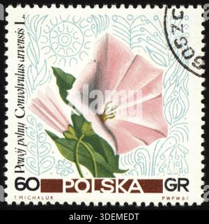 POLEN - UM 1967: Ein in Polen gedruckter Stempel zeigt eine Blume Convolvulus arvensis, um 1967 Stockfoto