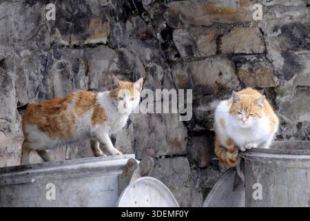 Zwei streunende Katzen sitzen auf Mülltonnen in der europäischen Stadt Stockfoto