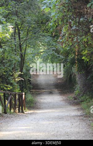Waldweg durch Dichte vegetation Stockfoto