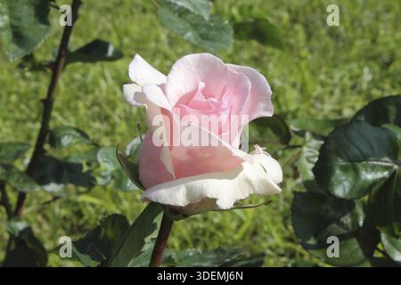 Detailansicht einer schönen rosa Rose Stockfoto