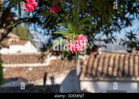 Rosa Blumen hängen über traditionellen spanischen Dächern... Ronda, Málaga, Spanien, Baum Stockfoto