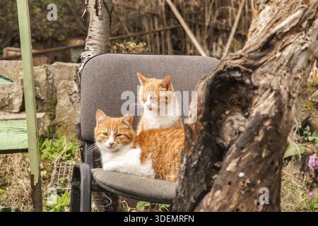 Zwei entzückende orangene Katzen liegen auf einem Stuhl im verlassenen Hof Stockfoto