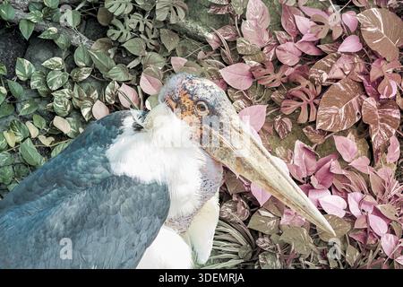 Marabou - großer afrikanischer Storch mit massivem Schrei auf abstraktem dunkelgrünem Blatt, Naturhintergrund. Tropische Blätter Blattstruktur grün Bio bac Stockfoto