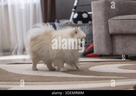 Glücklicher Pommersche Spitzhund zu Hause. Der Hund hat ein dickes, langes, weißes Fell Stockfoto