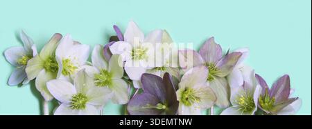 Nahtloser Blumenrand mit Helikopterblüten (Weihnachtsrose) isoliert. Horizontales Muster auf blauem Hintergrund. Rahmen - Rahmen. Wunderschönes Begrüßungsauto Stockfoto