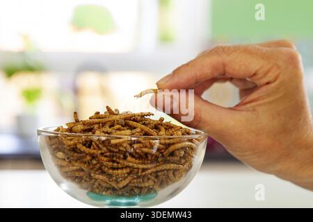 Die Hand der Frau greift nach Snack-Insekten. Mehwurm-Larven als Nahrung. Mehlwürmer Krebstiere tenebrio molitor, gefriergetrocknet zum Naschen. Geröstete gebratene Würmer. Stockfoto