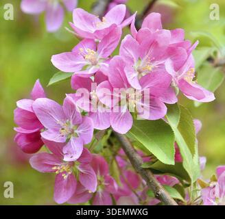 Blass rosa Apfelbaum blüht im Frühlingsgarten Stockfoto
