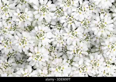 Alyssum - weißer Teppich der Schneepflanze. Großes Blattwerk mit Vollformatstruktur. Nahtloser Hintergrund. Vollformataufnahme blühender kleiner Blumen. Abstra Stockfoto