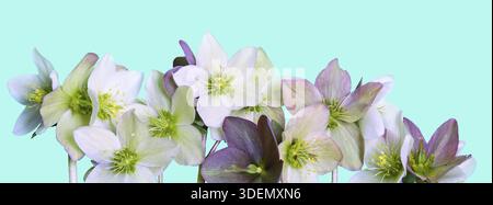 Nahtloser Blumenrand mit Helikopterblüten (Weihnachtsrose) isoliert. Horizontales Muster auf blauem Hintergrund. Rahmen - Rahmen. Wunderschönes Begrüßungsauto Stockfoto