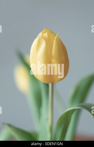 Studio-Nahaufnahme einer leuchtenden gelben Tulpe, teilweise fokussiert mit einem weichen grauen Hintergrund, die ihre schlichte Eleganz und Frische einfängt. Stockfoto