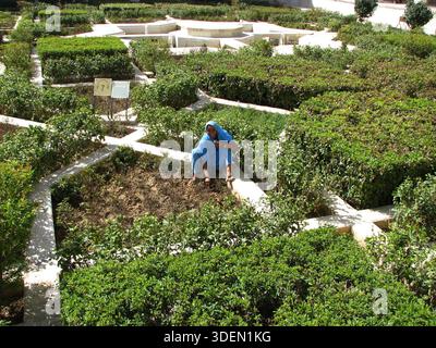Weibliche Gartenarbeiterin, die in Indien einen formellen Heckengarten betreibt Stockfoto