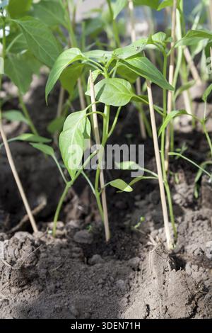 Jungpflanzen von Pfeffer im Gewächshaus, Nahaufnahme, selektiven Fokus Stockfoto