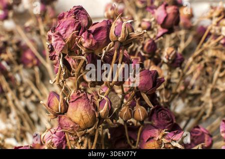 Ein Bukett von getrockneten roten Rosen closeup Stockfoto