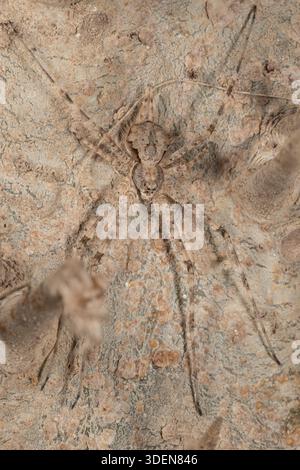 Baumstammspinne (Hersilia vgl. caudata) getarnt auf Dornrinde in der Nacht, Kairo Garten, Ägypten Stockfoto