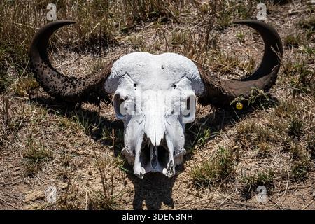 Todesopfer in Afrika. Wahrscheinlich ist dieses Gnus in einer Dürre gestorben. Stockfoto