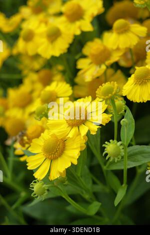 Helium-Kanaria. Sneezeweed „Kanaria“ wurde von Hochsommer bis Herbst für leuchtend gelbe Gänseblümchen wie Blumen geschätzt. Auch bekannt als Helenium hoopesii 'Kanaria'. Stockfoto
