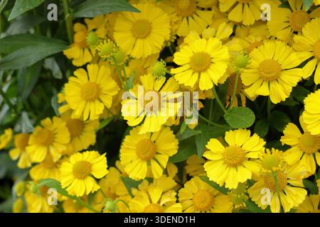 Helium-Kanaria. Sneezeweed „Kanaria“ wurde von Hochsommer bis Herbst für leuchtend gelbe Gänseblümchen wie Blumen geschätzt. Auch bekannt als Helenium hoopesii 'Kanaria'. Stockfoto