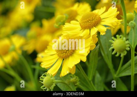 Helium-Kanaria. Sneezeweed „Kanaria“ wurde von Hochsommer bis Herbst für leuchtend gelbe Gänseblümchen wie Blumen geschätzt. Auch bekannt als Helenium hoopesii 'Kanaria'. Stockfoto