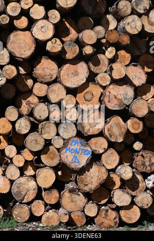 Stapel von geschnittenen Kiefernstämmen Stockfoto
