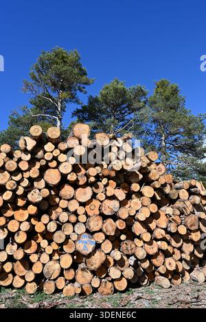 Stapel von geschnittenen Kiefernstämmen Stockfoto