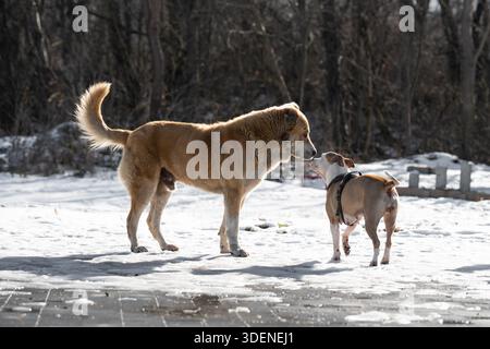 Zwei Hunde treffen sich und schnüffeln sich auf einem verschneiten Pfad in einem Winterpark. Ein großer Mischhund und ein kleinerer Bulldoghund interagieren draußen Stockfoto
