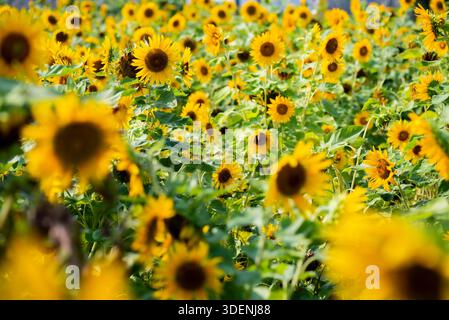 Feld mit gelben Sonnenblumen mit einer hellen, sonnigen Atmosphäre. Die Sonnenblumen blühen in voller Blüte und sind über das Feld verteilt Stockfoto