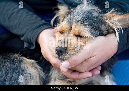 Den Kopf des schlafenden Hundes in den Händen halten. Zärtlichkeit gegenüber dem Tier. Du liebst deinen Hund. Hündchen-Cairn-Terrier wird gehalten. Ich fühle mich mit deinem Hund. Stockfoto