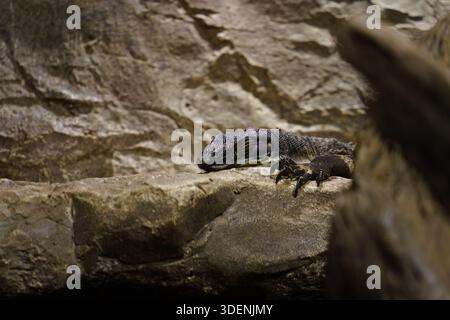 Ein schwarzer Baummonitor (Varanus beccarii) liegt auf einem Felsen in einem Zoogehege. Stockfoto