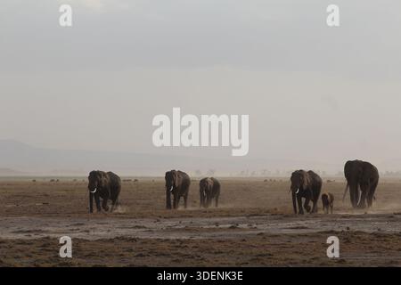 Herde afrikanischer Elefanten (Loxodonta africana), die durch eine trockene und staubige Landschaft im Amboseli-Nationalpark, Kenia, wandern, darunter Erwachsene und Kälber Stockfoto