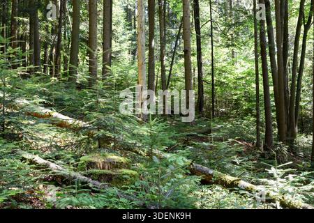 Ukraine, Karpaten. Tiefer Sommerwald an sonnigem Tag. Große Kiefern, Tannen, üppiges grünes Laub, umgestürzte Bäume. Grünes Moos auf Baumstumpf. Stockfoto