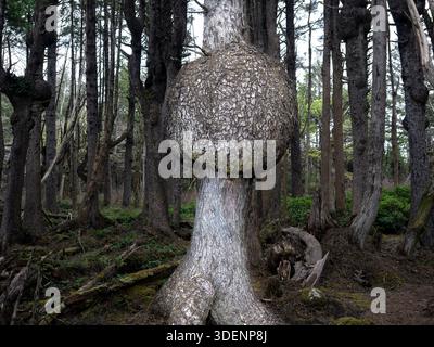 WA26943-00..... WASHINGTON - Burls on Sitka Fichtenbäumen (Picea sitchensis) in der Nähe von Beach One im Kalaloch-Gebiet des Olympic National Park. Stockfoto
