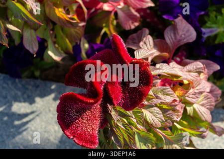 Nahaufnahme einer roten Celosia Argentea Blume in einem Blumenbeet, Taschkent, Usbekistan Stockfoto